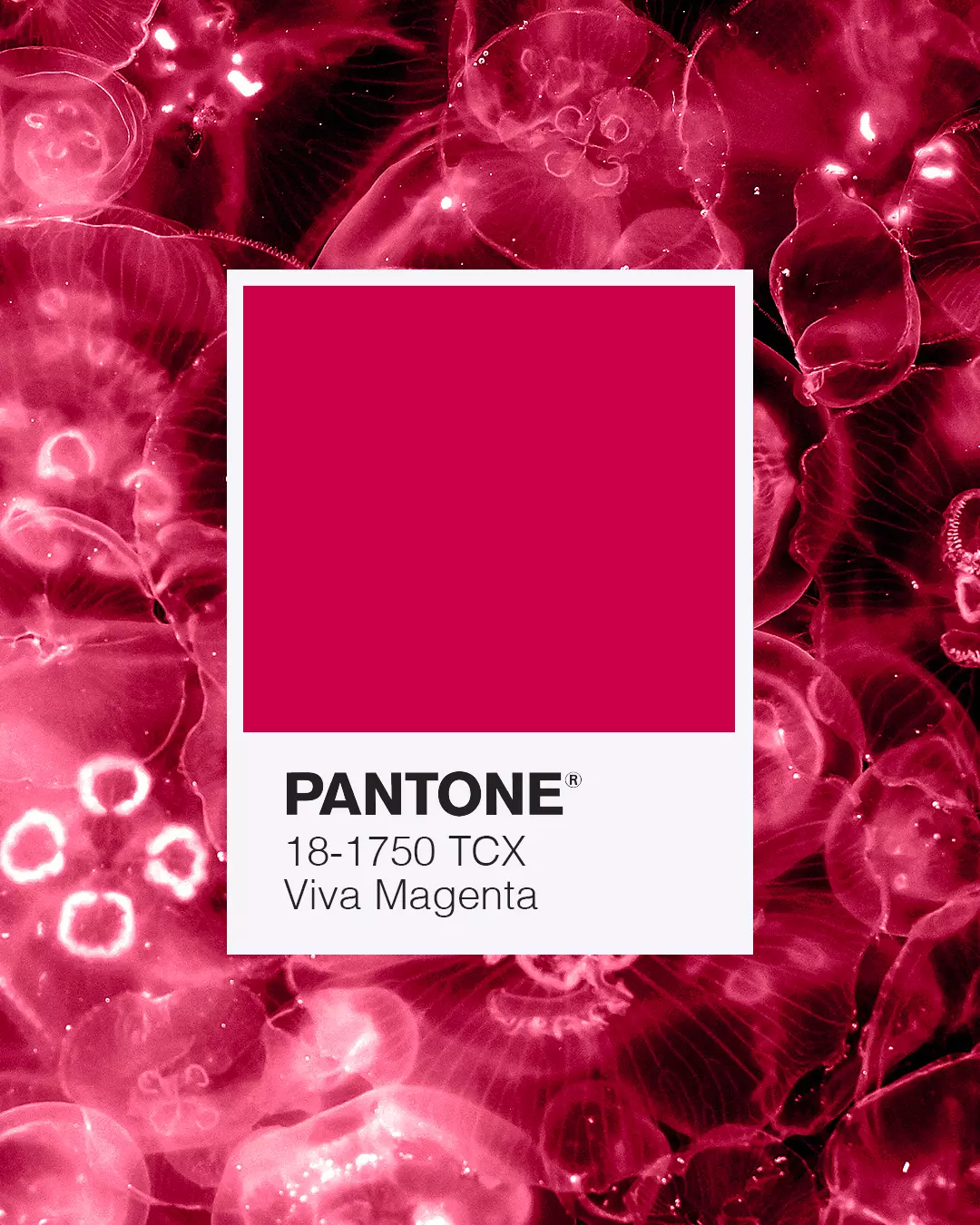 Colore Pantone 2023 - Viva Forever